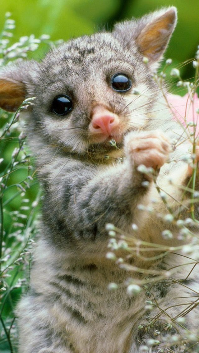 Brushtail Opossum HD+1600×900, UXGA 1600×1200 – HD Wallpapers Backgrounds Desktop, iphone & Android Free Download